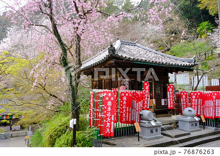 大和路の花の御寺　長谷寺の大黒堂 76876263