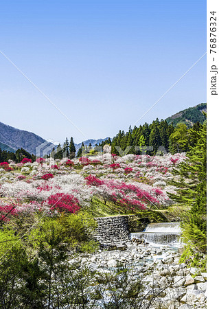 南信州　花桃の里 76876324