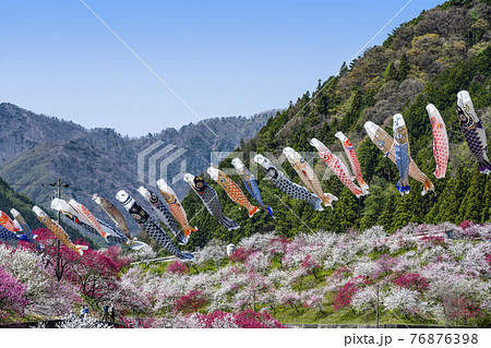 南信州 花桃の里で泳ぐ鯉のぼり 南信州 花桃の里で泳ぐ鯉のぼり 76876398