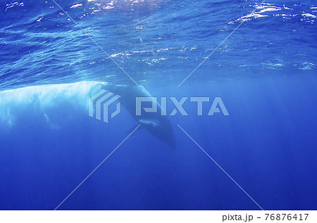 ザトウクジラ 水面写真 沖縄.4 ザトウクジラ 水面写真 沖縄.4 76876417