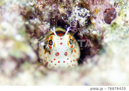 モンツキカエルウオ マクロ 沖縄.2 モンツキカエルウオ マクロ 沖縄.2 76876420