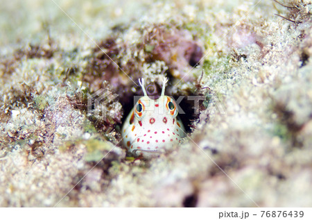 モンツキカエルウオ 沖縄 正面顔 モンツキカエルウオ 沖縄 正面顔 76876439