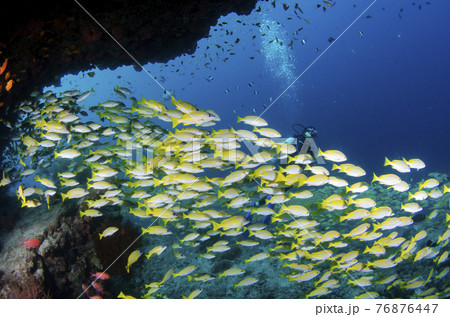 モルジブ ヨスジフエダイの群れ.8 モルジブ ヨスジフエダイの群れ.8 76876447