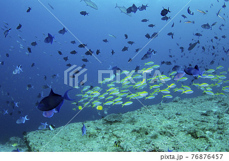 モルジブ　アカモンガラとウメイロモドキの群れ.1 76876457
