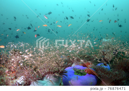 モルジブ キンメモドキや魚の群れ.2 モルジブ キンメモドキや魚の群れ.2 76876471