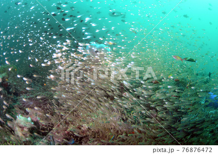 モルジブ　キンメモドキや魚の群れ.3 76876472