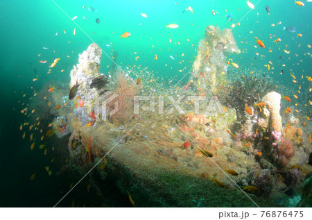 モルジブ　キンメモドキや魚の群れ.6 76876475