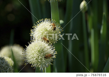 丸く咲いたネギ坊主の花に群がるミツバチたちの写真素材