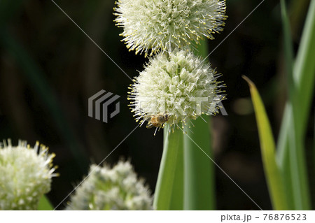 丸く咲いたネギ坊主の花とミツバチの写真素材