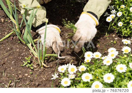 庭の草取り 76876720