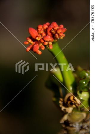 Buds of Buddha Belly Plant 76876739