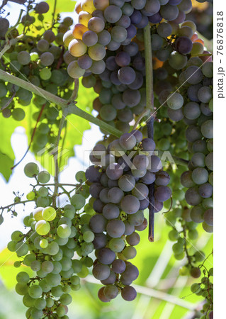 Wine production - grapes on the vine 76876818