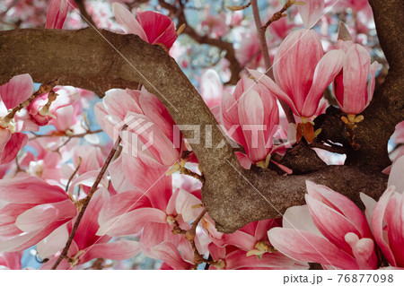 Beautiful Blooming Pink Magnolia Tree Close Up 76877098