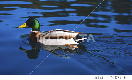 Bird mallard swimming over the surface of the lake. 76877169