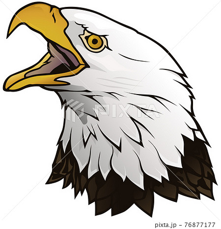 Bald Eagle Portrait Illustrationのイラスト素材