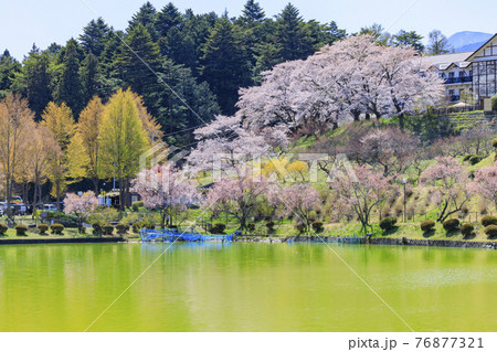 荒神山公園　満開の桜 76877321
