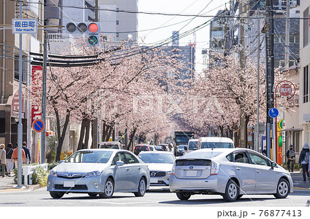 名古屋市東区泉 　オオカンザクラの並木道  飯田町交差点 76877413