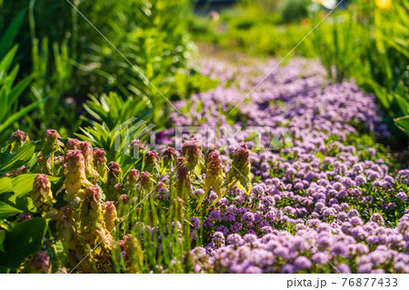 タイムが沢山咲く春の花壇の写真素材