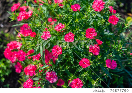 赤いナデシコの咲く花壇 76877790