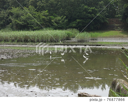 從葛西臨海公園鳥類園的觀察窗看到的下池 蒸汽池 照片素材 圖片 圖庫