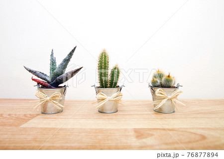 A variety of Cacti in pots A variety of Cacti in pots 76877894