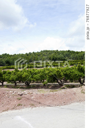 Orange orchard, Valencia Spain Orange orchard, Valencia Spain 76877927