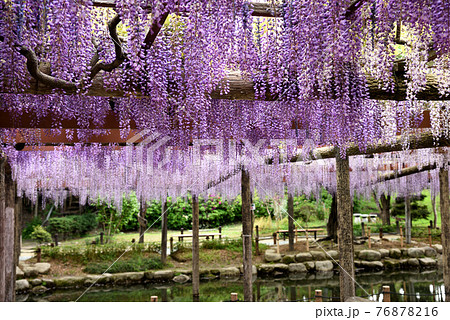 尾張津島藤まつり の写真素材 尾張津島藤まつり の写真素材