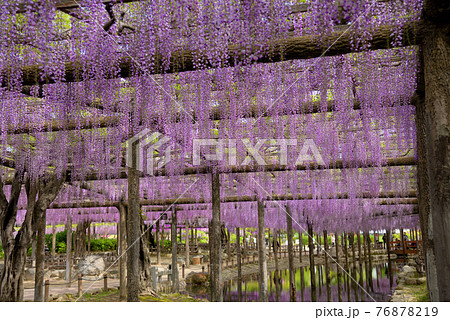 尾張津島藤まつり　 76878219