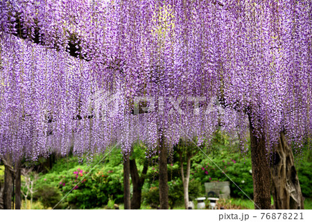 尾張津島藤まつり の写真素材