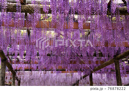 尾張津島藤まつり　 76878222
