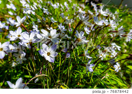 ハナニラの花 ハナニラの花 76878442