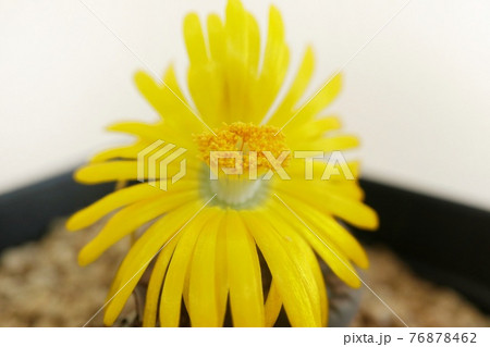 リトープスの花 多肉植物 メセン 黄色 マクロ リトープスの花 多肉植物 メセン 黄色 マクロ 76878462