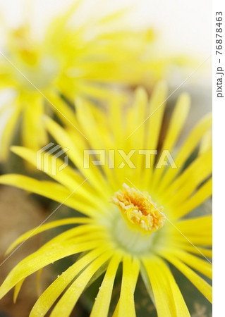 リトープスの花　多肉植物　メセン　黄色　マクロ 76878463
