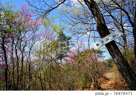 足利　アカヤシオ咲く仙人ヶ岳への登山道　猪子山山頂 76878475