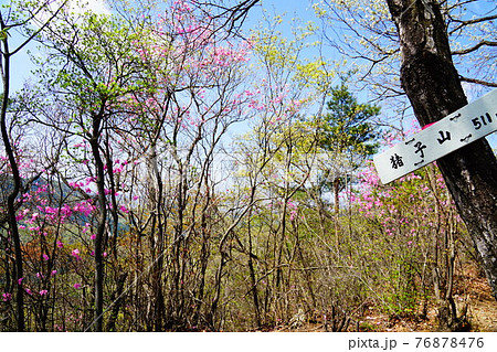 足利　アカヤシオ咲く仙人ヶ岳への登山道　猪子山山頂 76878476