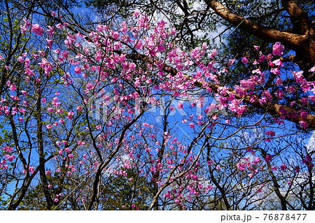 足利　仙人ヶ岳への登山道　見頃のアカヤシオ 76878477