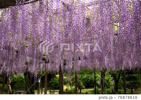 尾張津島藤まつりの写真素材