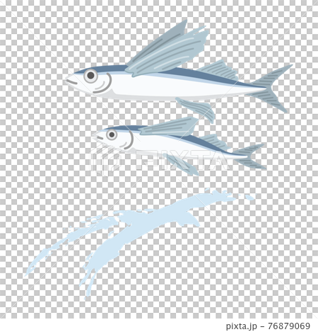 トビウオのイラスト トビウオのイラスト 76879069