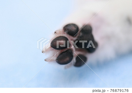 愛犬ポメラニアンの肉球 愛犬ポメラニアンの肉球 76879176