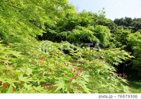 モミジの花と種 モミジの花と種 76879306