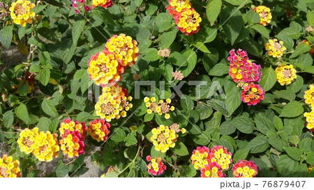 台北の街角に咲いていたランタナ（シチヘンゲ）6 76879407