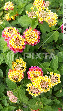 台北の街角に咲いていたランタナ（シチヘンゲ）7 76879408