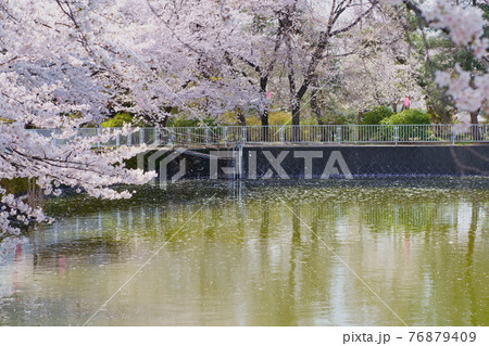 桜　華蔵寺公園　 76879409