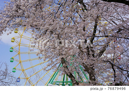 桜 華蔵寺公園 の写真素材