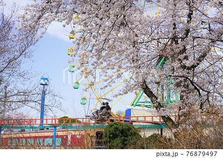 桜 華蔵寺公園 の写真素材