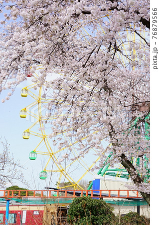 桜 華蔵寺公園 の写真素材