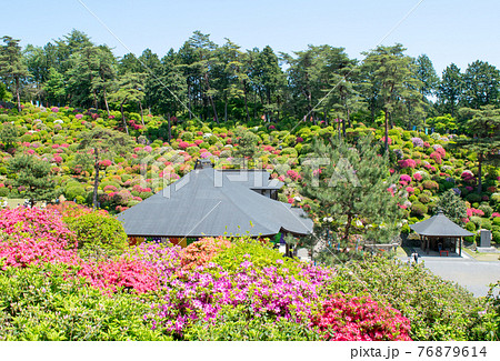 青梅市 塩船観音 ツツジまつりの写真素材 青梅市 塩船観音 ツツジまつりの写真素材