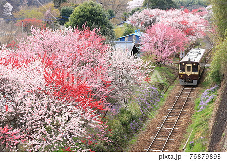 わたらせ渓谷鐵道「花桃満開の神戸駅周辺の風景」① わたらせ渓谷鐵道「花桃満開の神戸駅周辺の風景」① 76879893