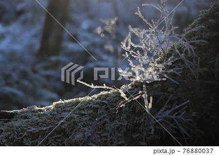 自然・朝日に輝く雪に包まれた枝 76880037
