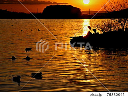 西の湖の夕景 西の湖の夕景 76880045